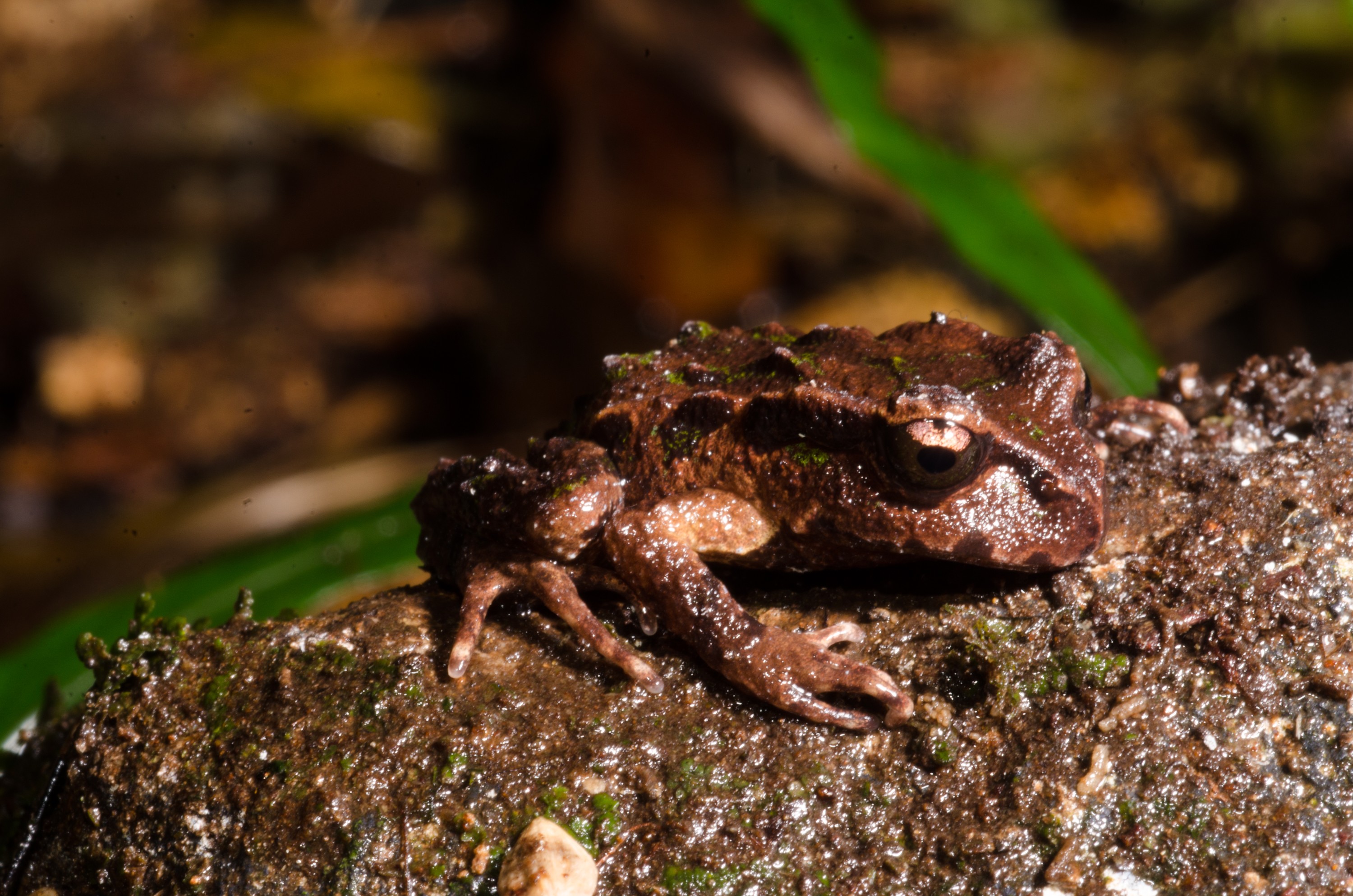DSC_9520 – Archey's, frog, Leiopelma, archeyi, amphibian, archey, archeys, coromandel, rare, Crispin, reptiles, amphibians, rare, cold, blood, new, new zealand, zealand, nz